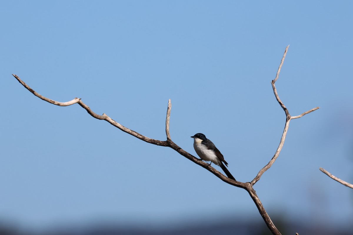 Restless Flycatcher - ML638527234