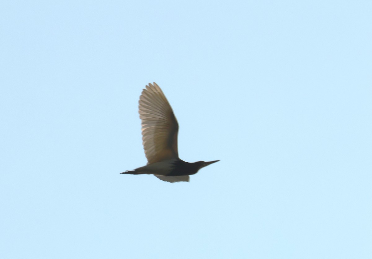 Chinese Pond-Heron - ML638527239