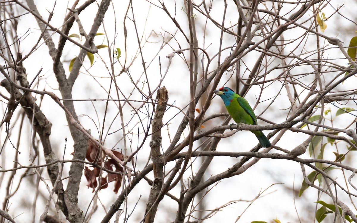 Blue-throated Barbet - ML638527252