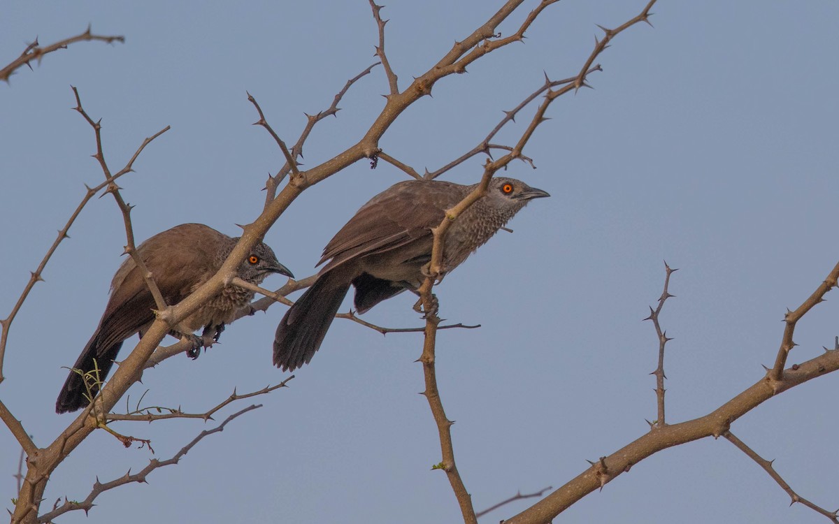 Brown Babbler - ML638527253