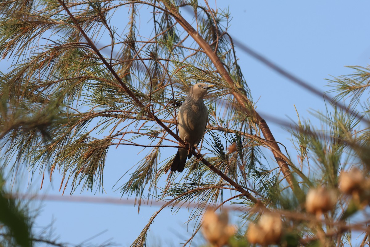 Chestnut-tailed Starling - ML638527255