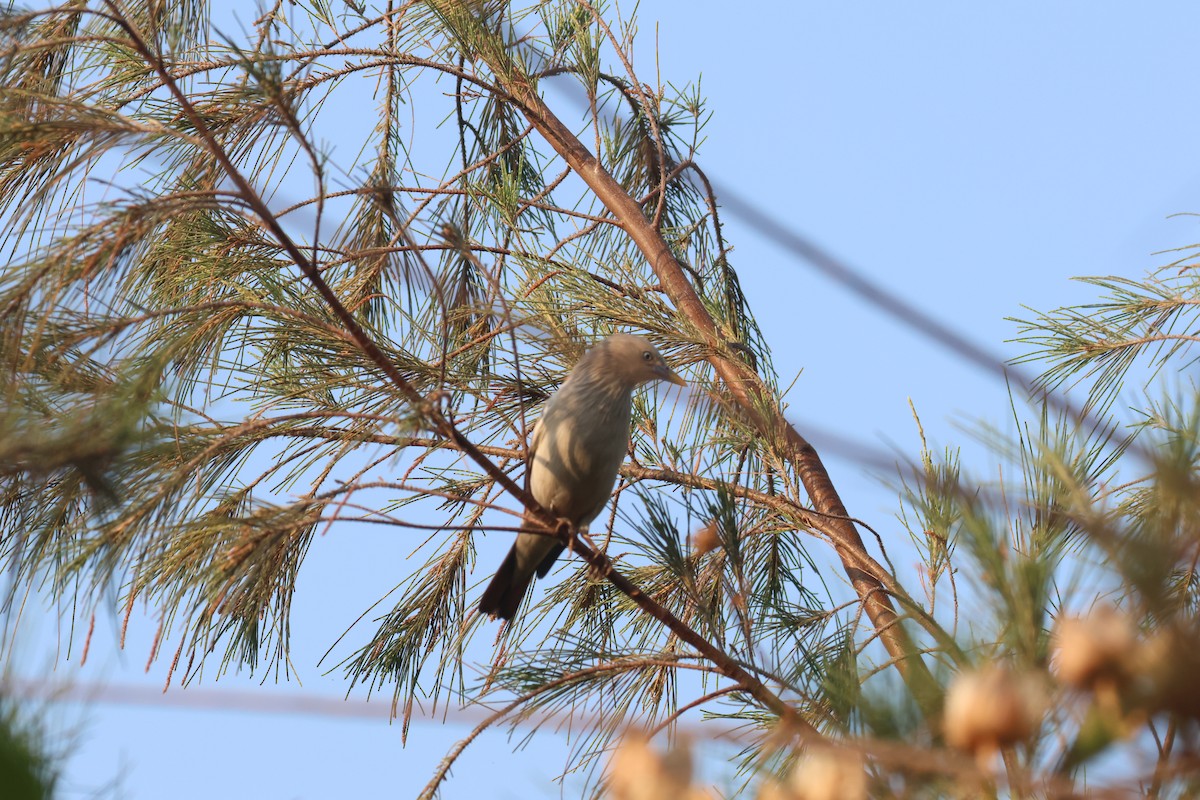 Chestnut-tailed Starling - ML638527256