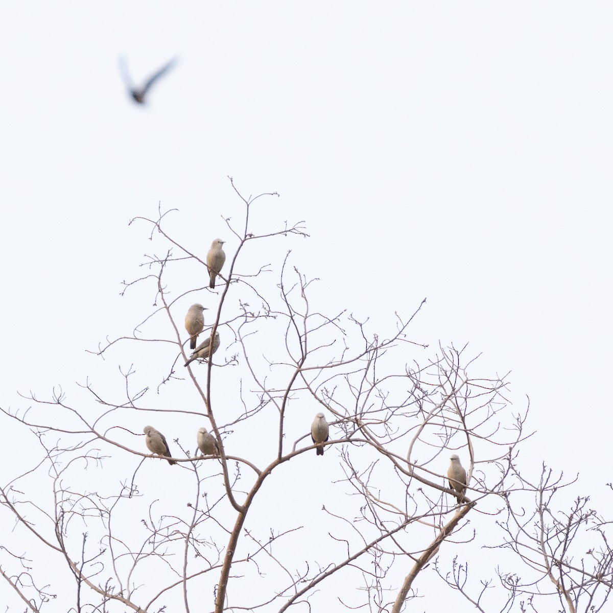 Chestnut-tailed Starling - ML638527259