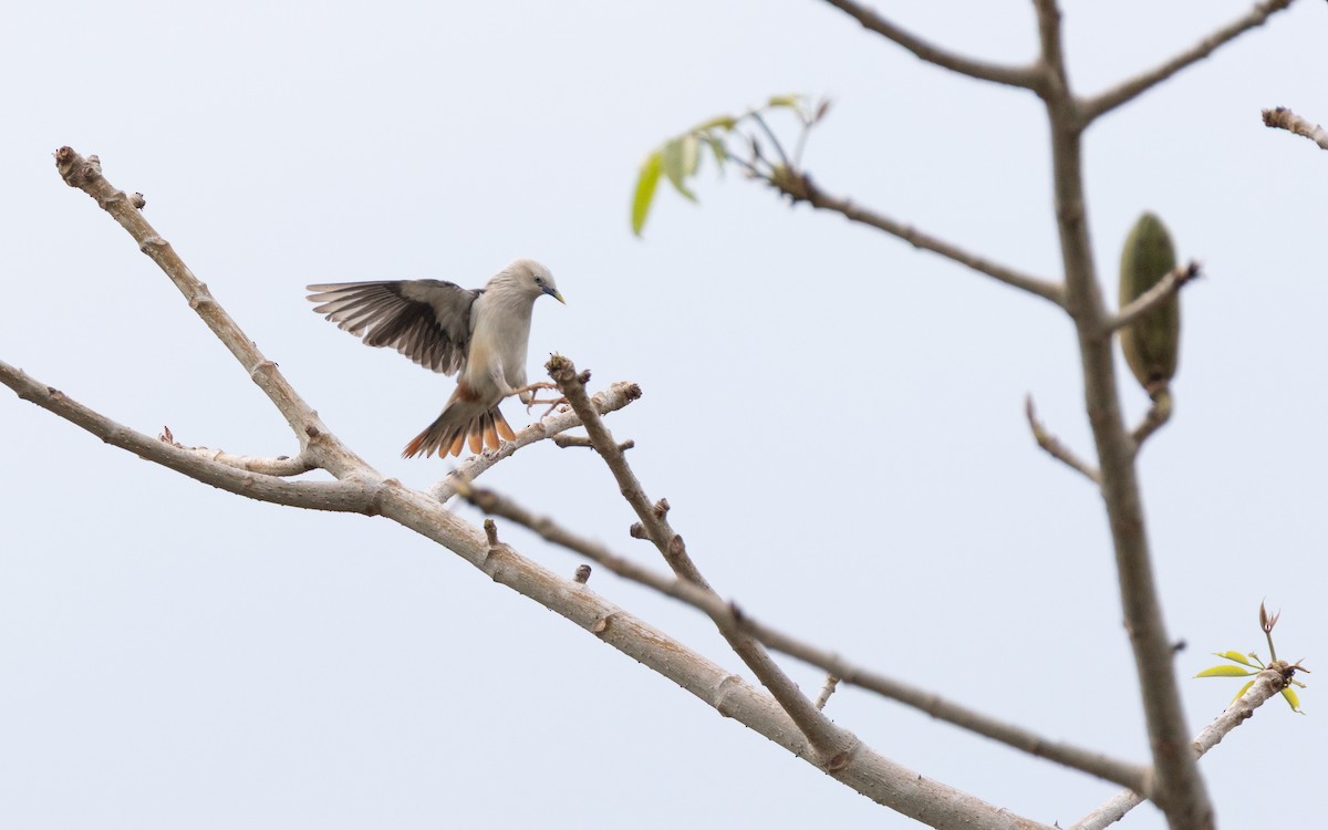 Chestnut-tailed Starling - ML638527260