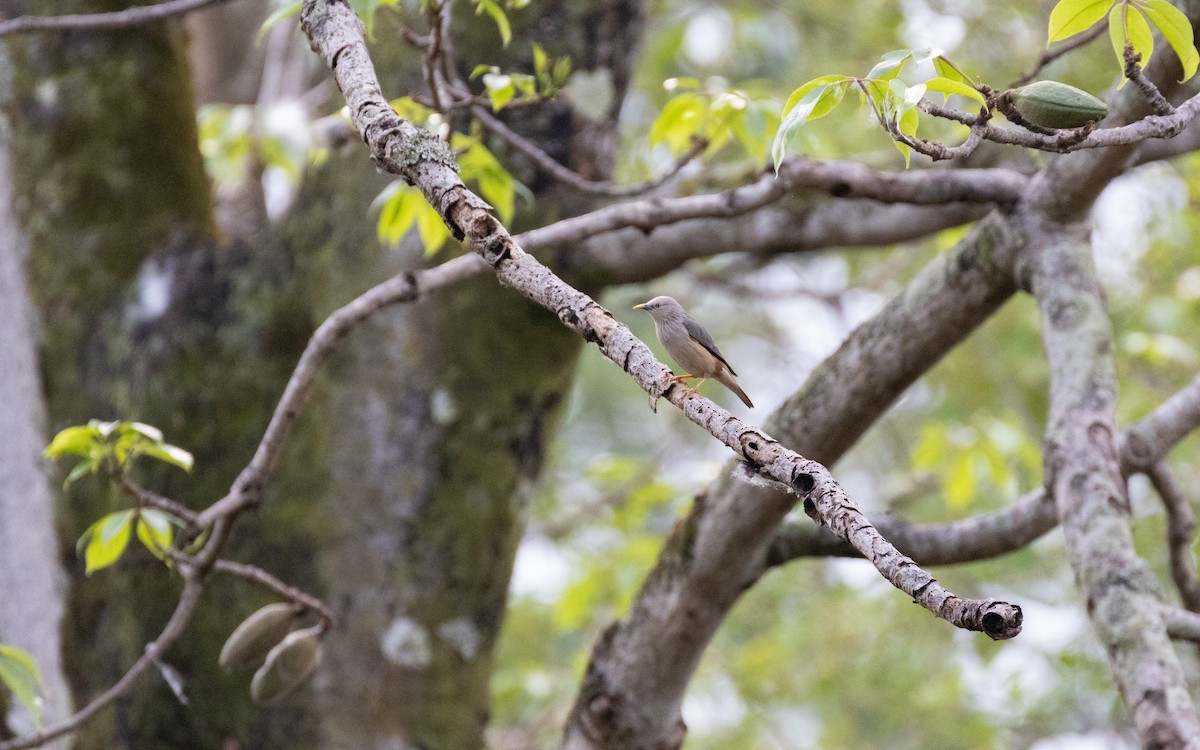 Chestnut-tailed Starling - ML638527262