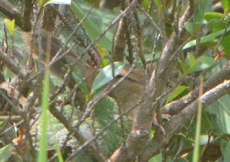 Russet Bush Warbler - ML638527304