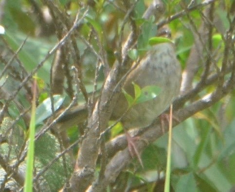 Russet Bush Warbler - ML638527305