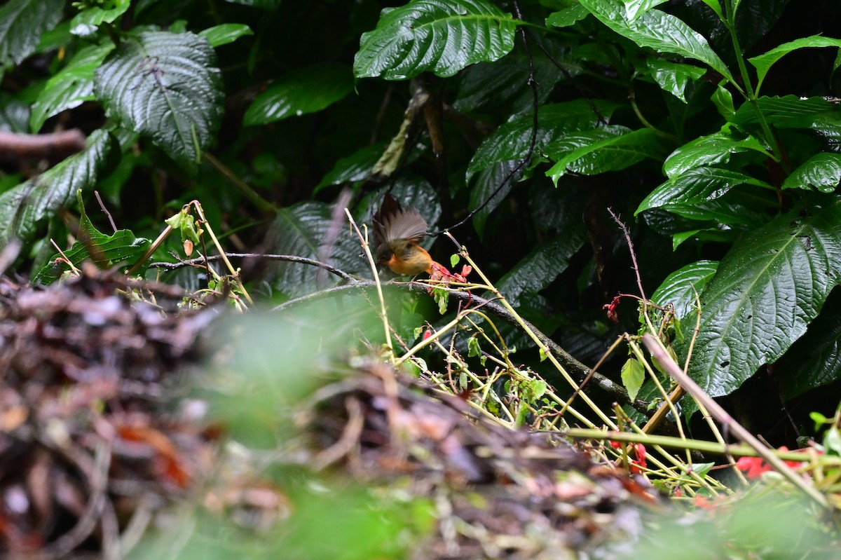 Black-and-orange Flycatcher - ML638527324