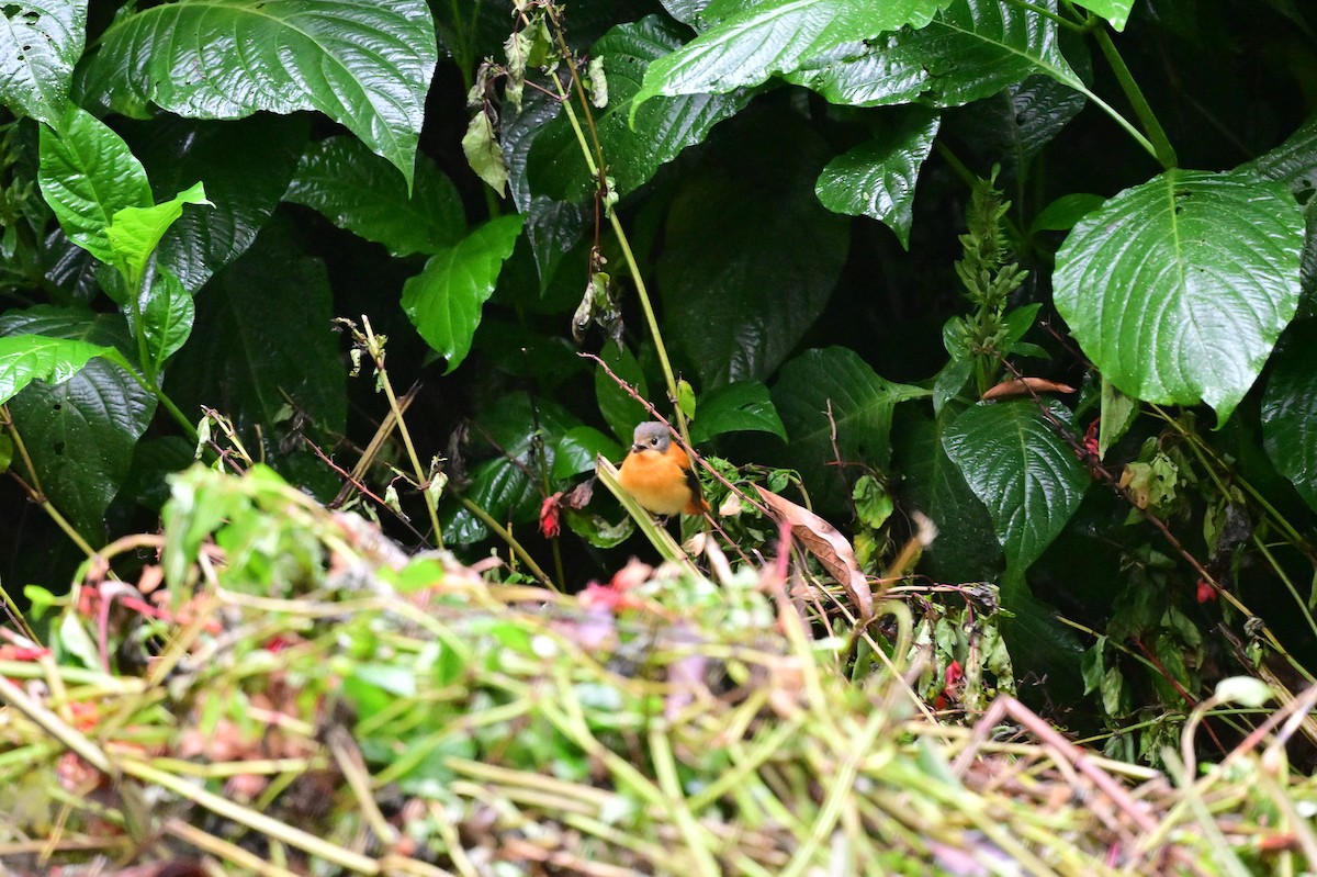 Black-and-orange Flycatcher - ML638527335