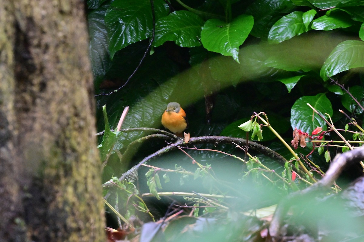 Black-and-orange Flycatcher - ML638527339