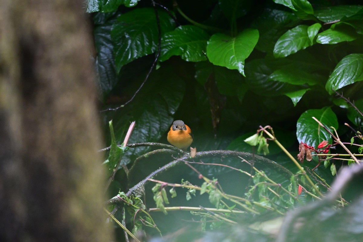 Black-and-orange Flycatcher - ML638527340