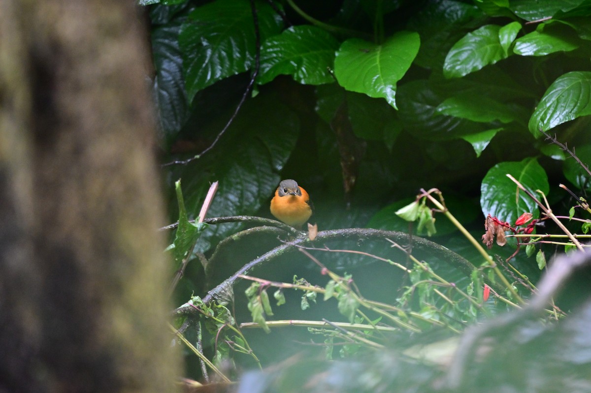 Black-and-orange Flycatcher - ML638527341