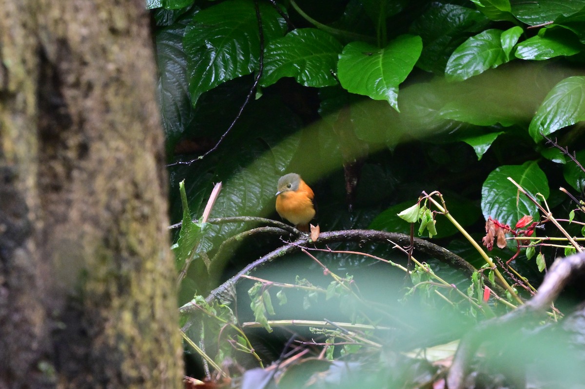 Black-and-orange Flycatcher - ML638527342