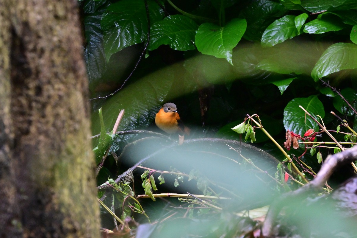 Black-and-orange Flycatcher - ML638527343