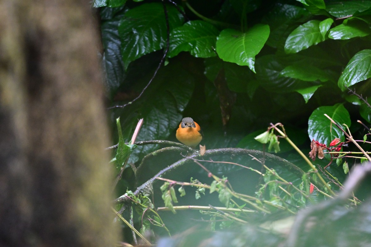 Black-and-orange Flycatcher - ML638527344