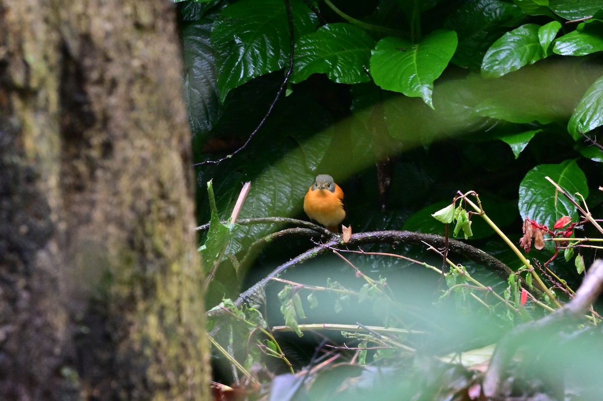 Black-and-orange Flycatcher - ML638527345