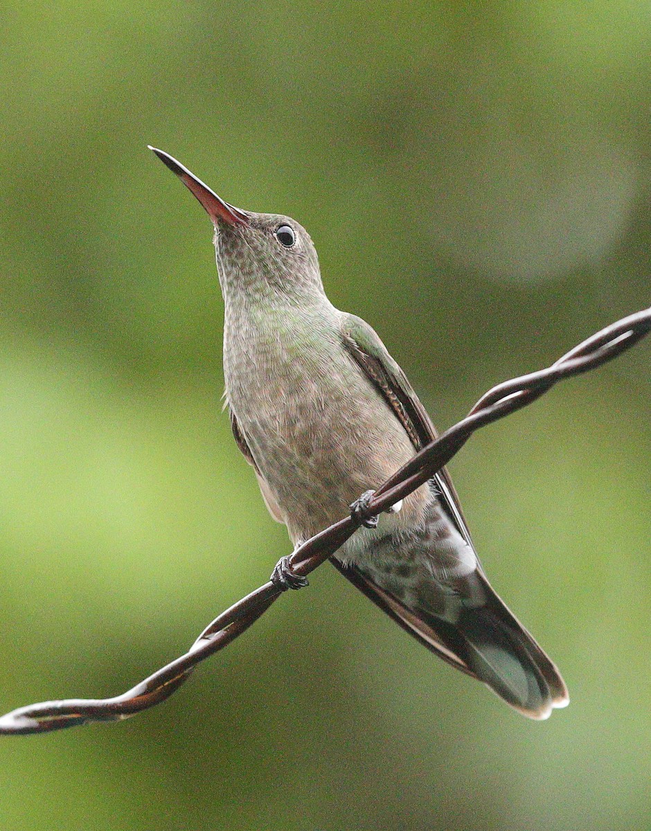 Scaly-breasted Hummingbird - ML638527349