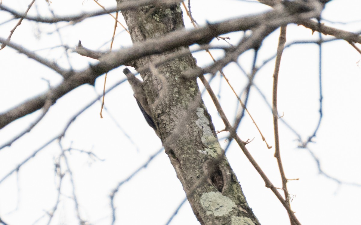 nuthatch sp. - ML638527350