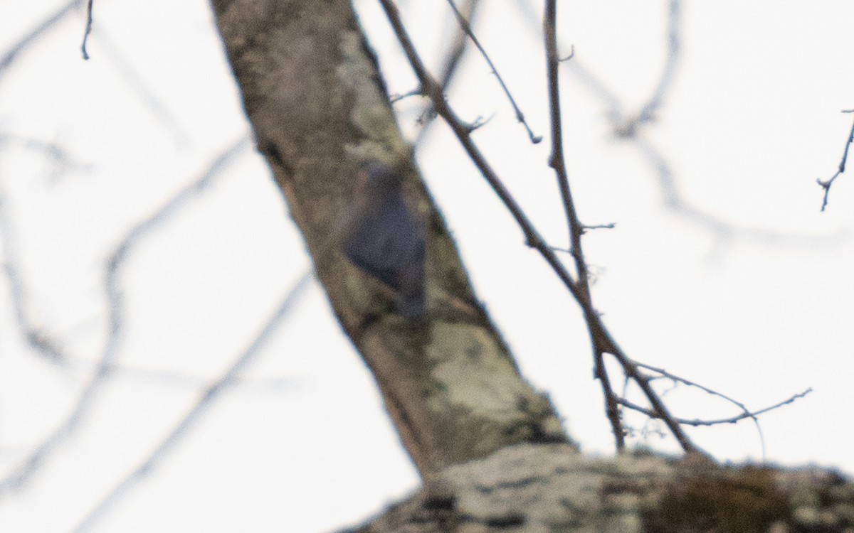 nuthatch sp. - ML638527351