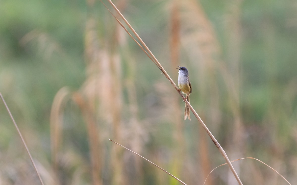 Yellow-bellied Prinia - ML638527355