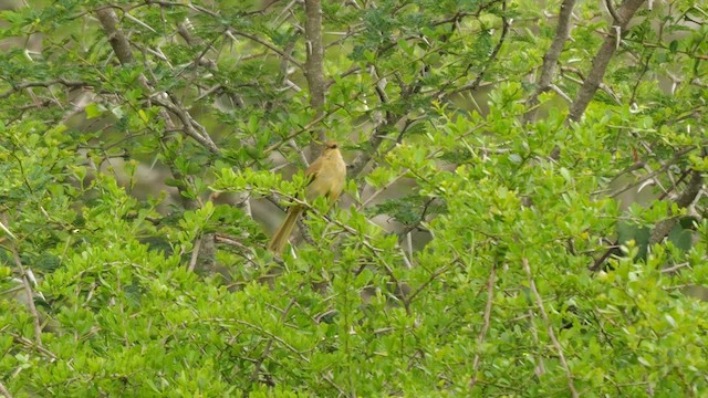 Sombre Greenbul - ML638527357