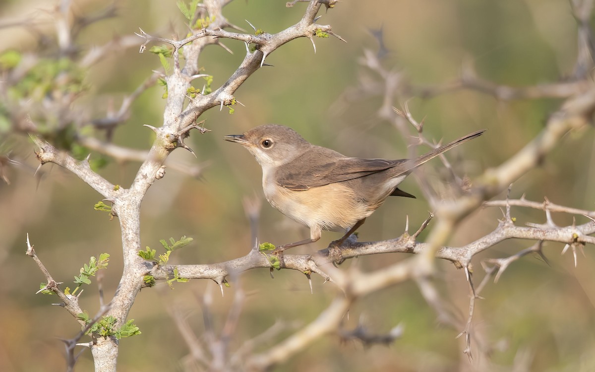 Txinbo papargorrizta iberiarra - ML638527373