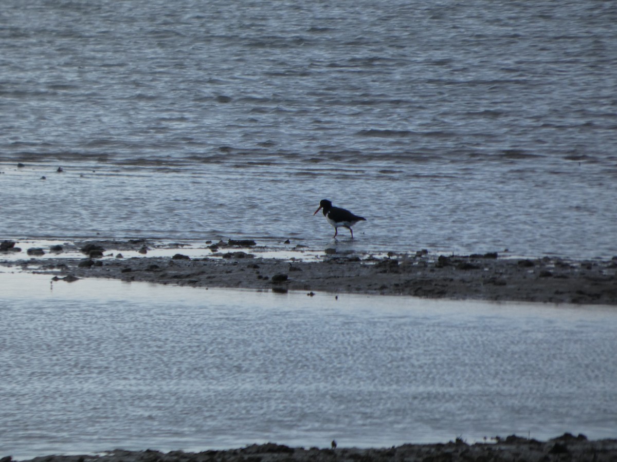 Pied Oystercatcher - ML638527482