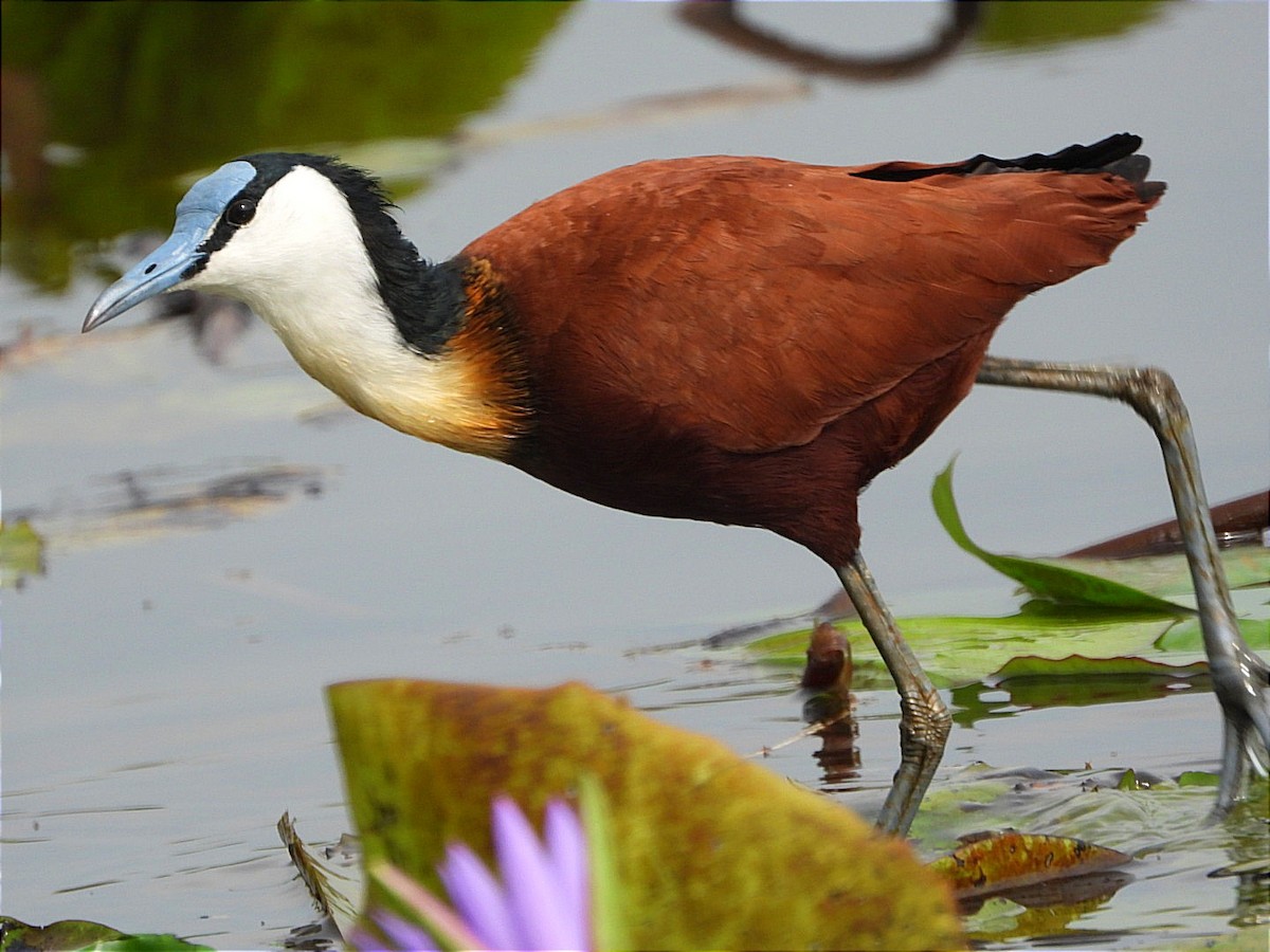 African Jacana - ML638527503
