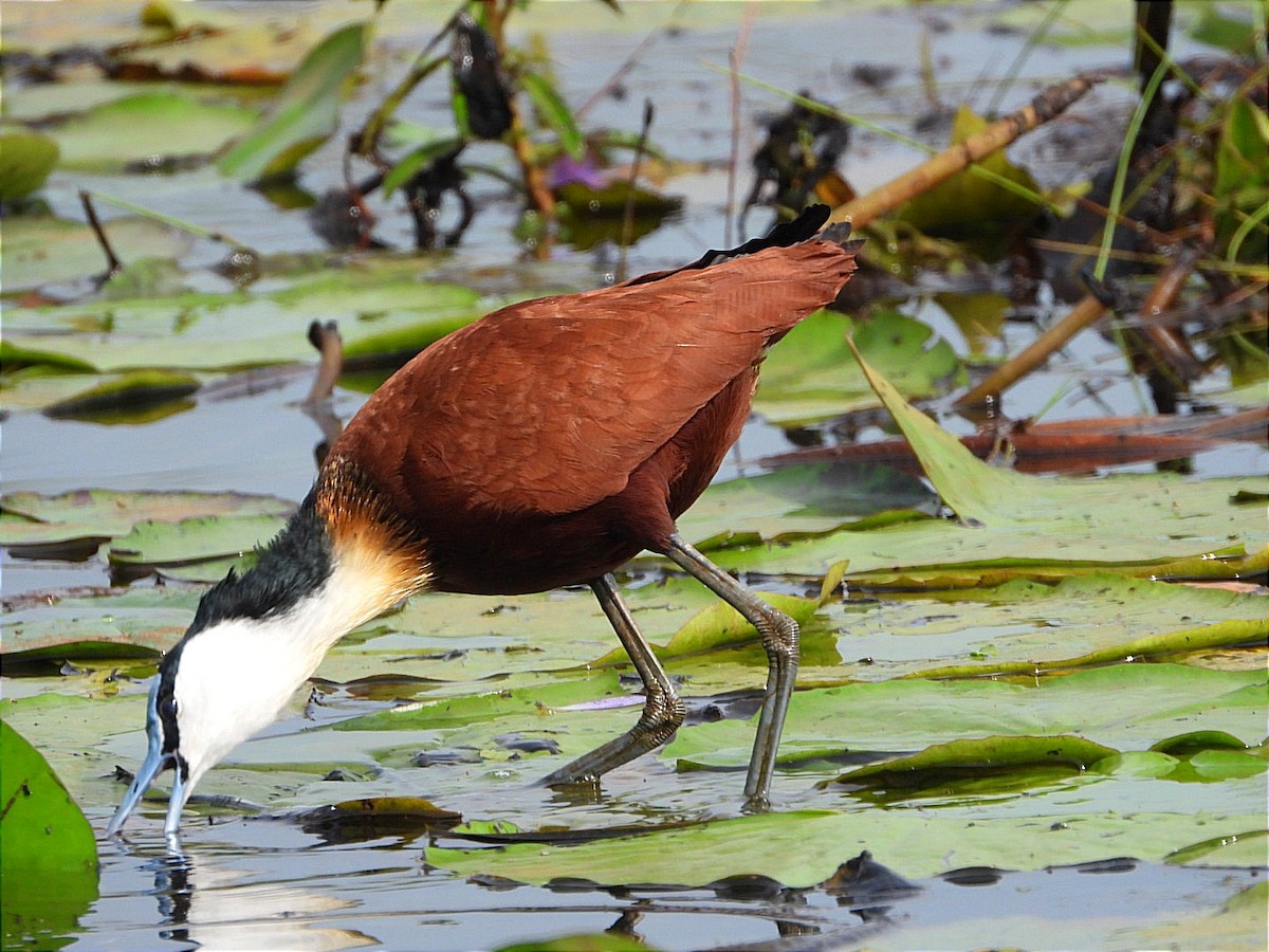 African Jacana - ML638527504