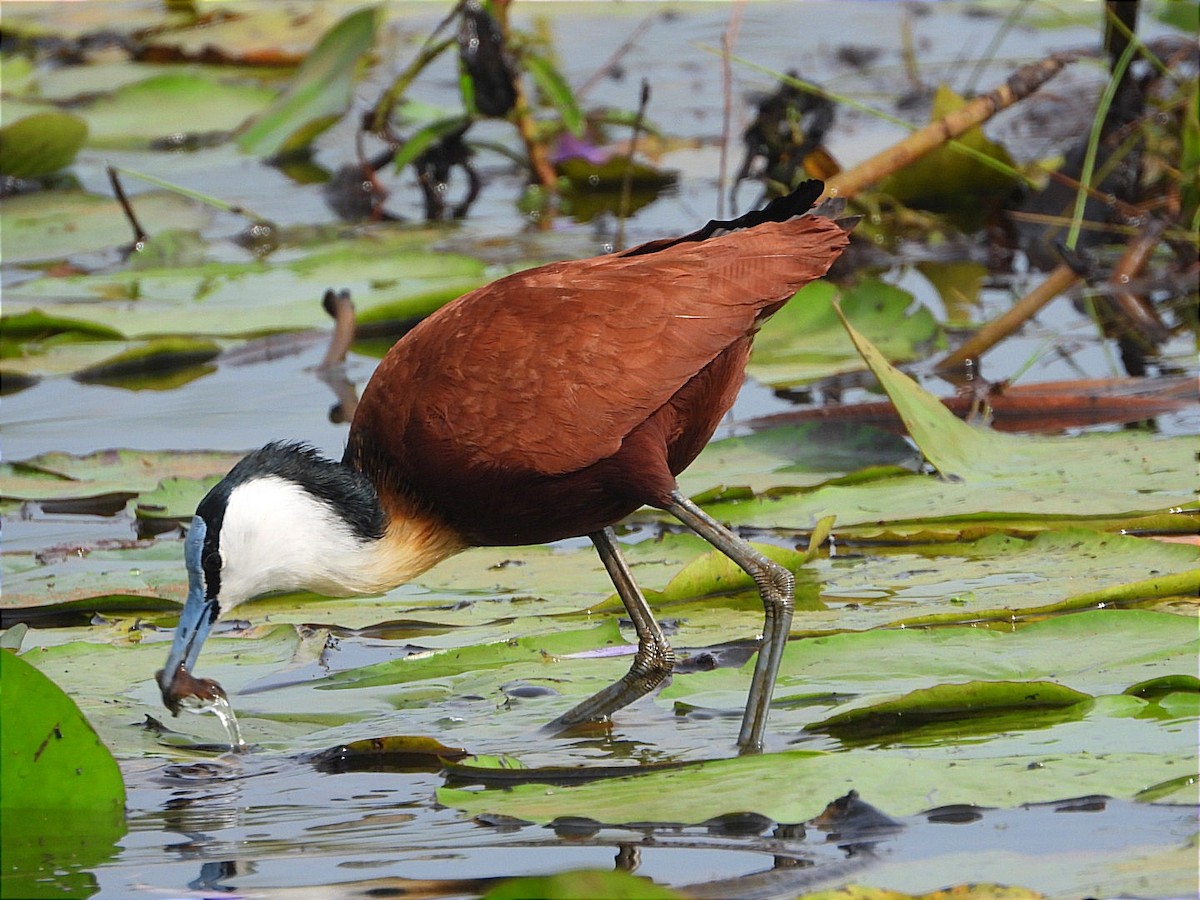 African Jacana - ML638527505