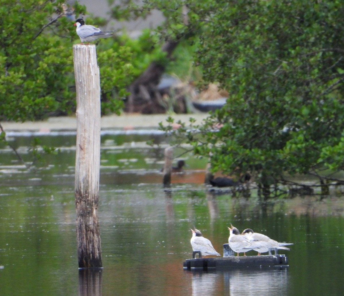 Common Tern - ML638527509