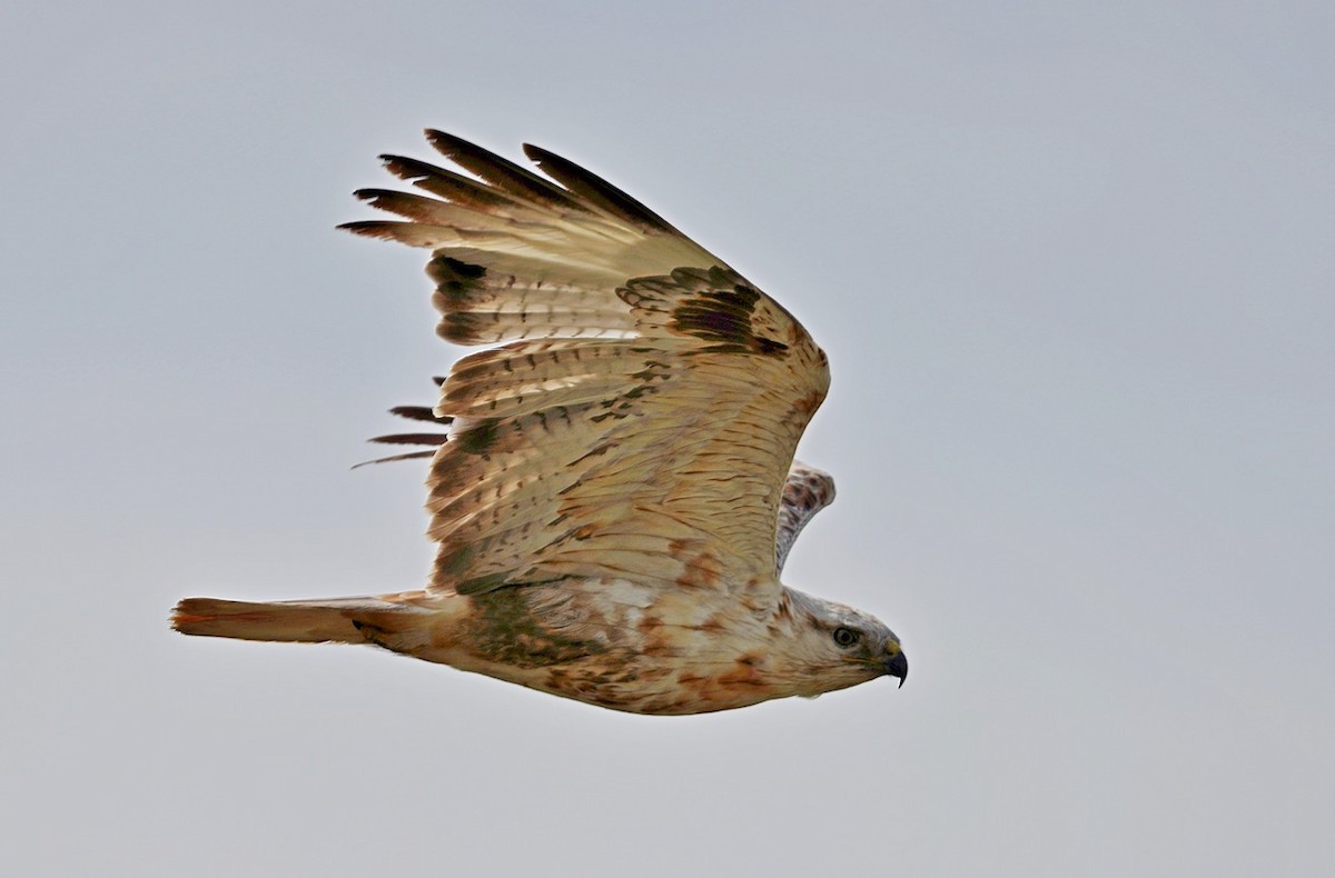 Long-legged Buzzard - ML638527565