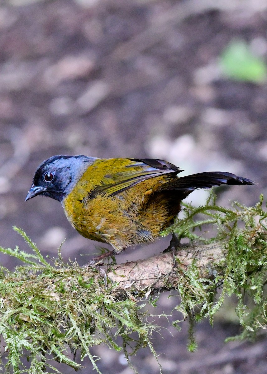 Large-footed Finch - ML638527596