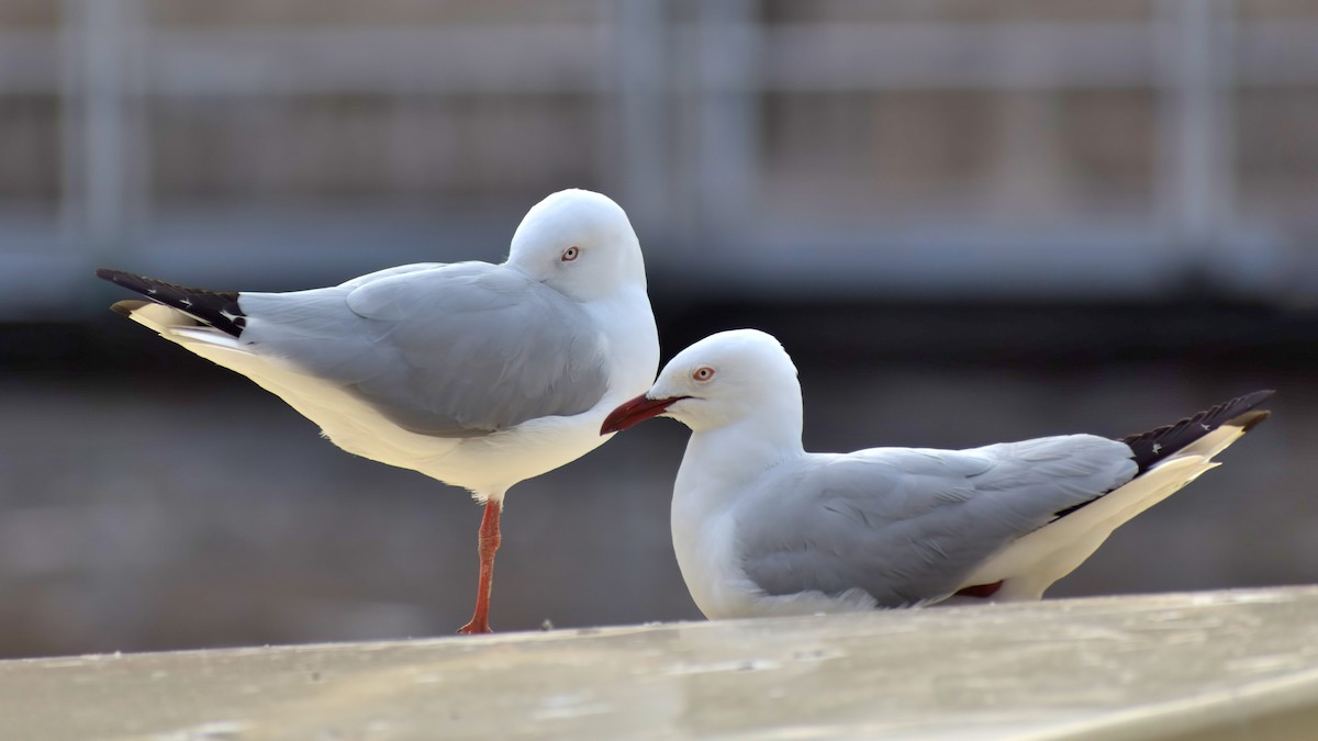 Silver Gull (Silver) - ML638527629