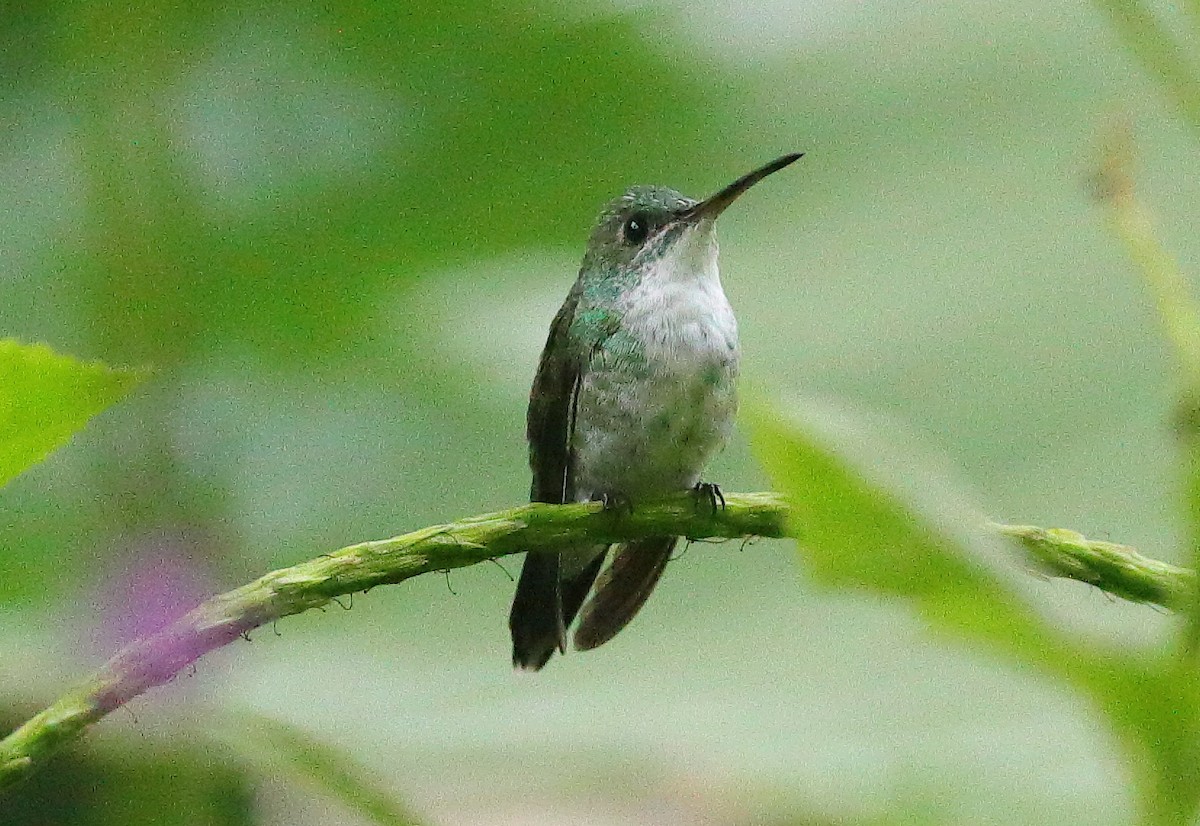 Sapphire-throated Hummingbird - ML638527630