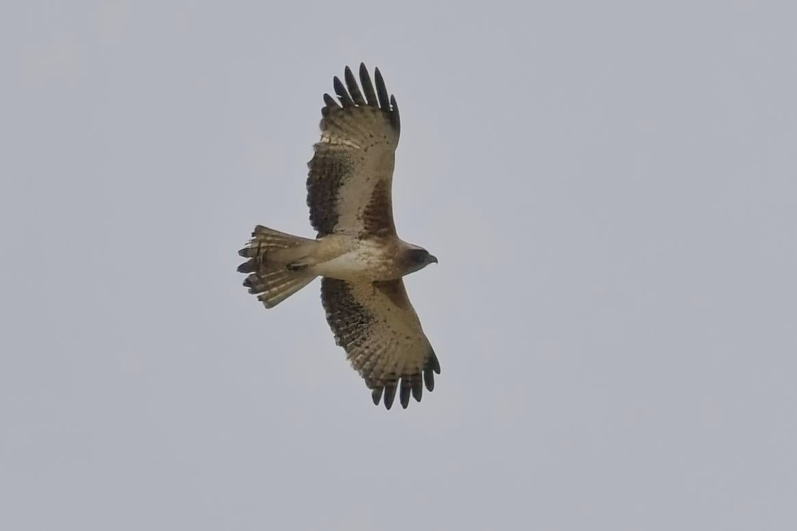 Little Eagle - ML638527655