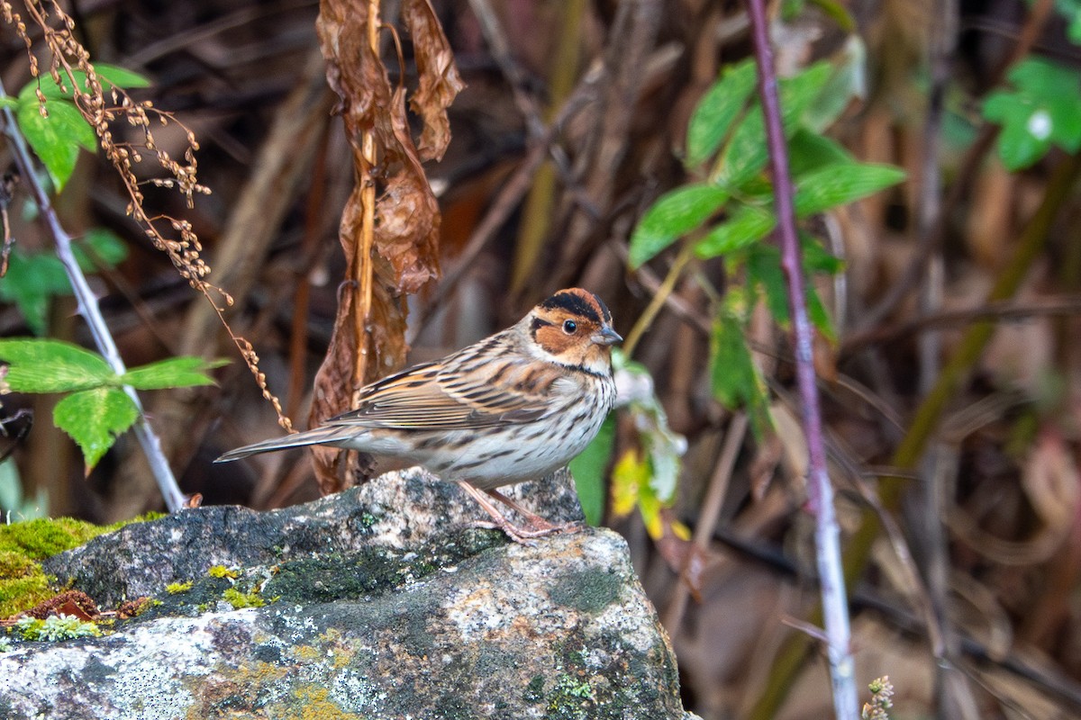 Little Bunting - ML638527662