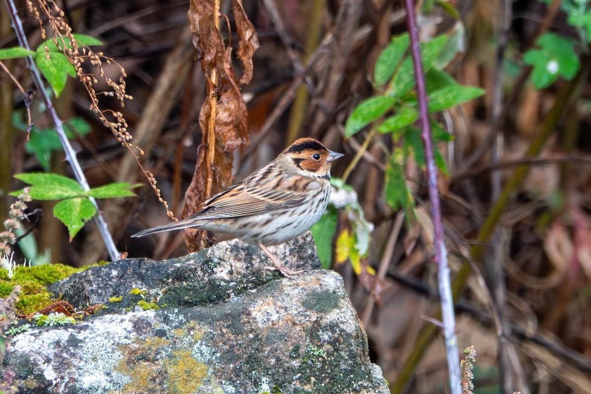 Little Bunting - ML638527663