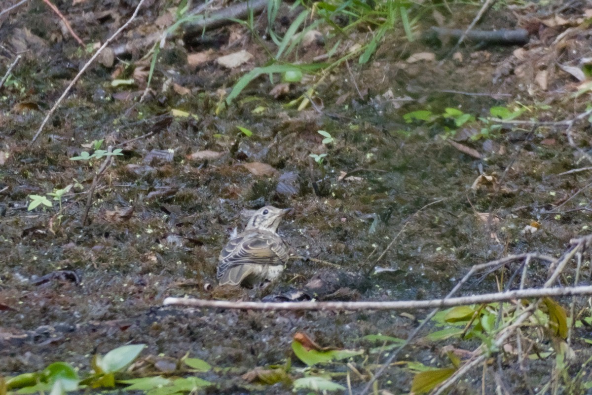 槲鶇 - ML638527682
