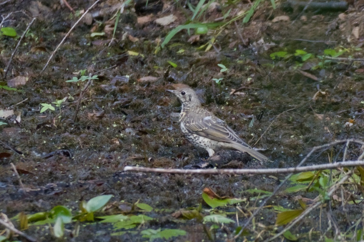 槲鶇 - ML638527683
