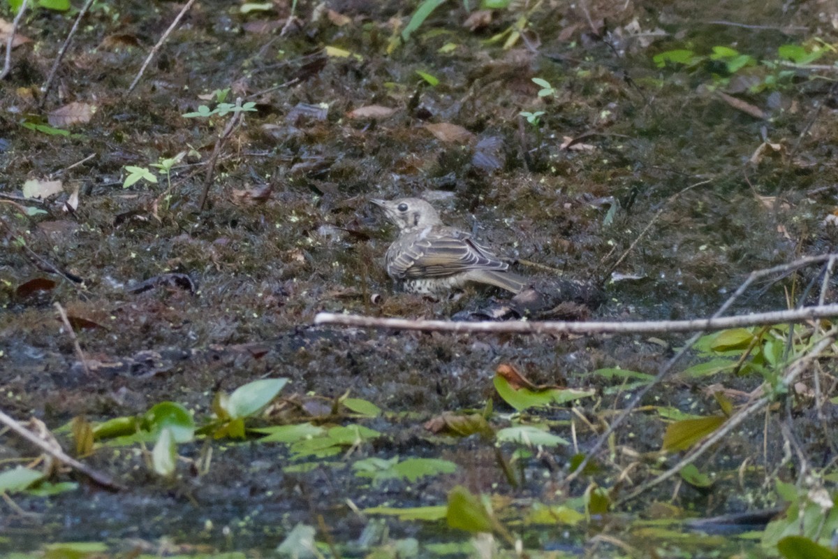 槲鶇 - ML638527685