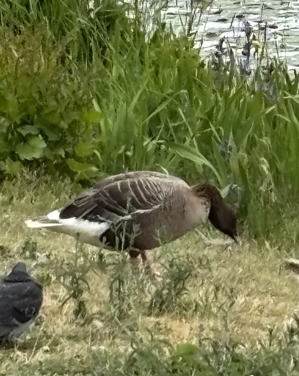 Pink-footed Goose - ML638527747