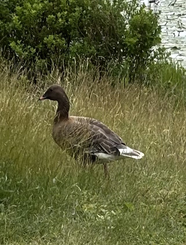 Pink-footed Goose - ML638527748