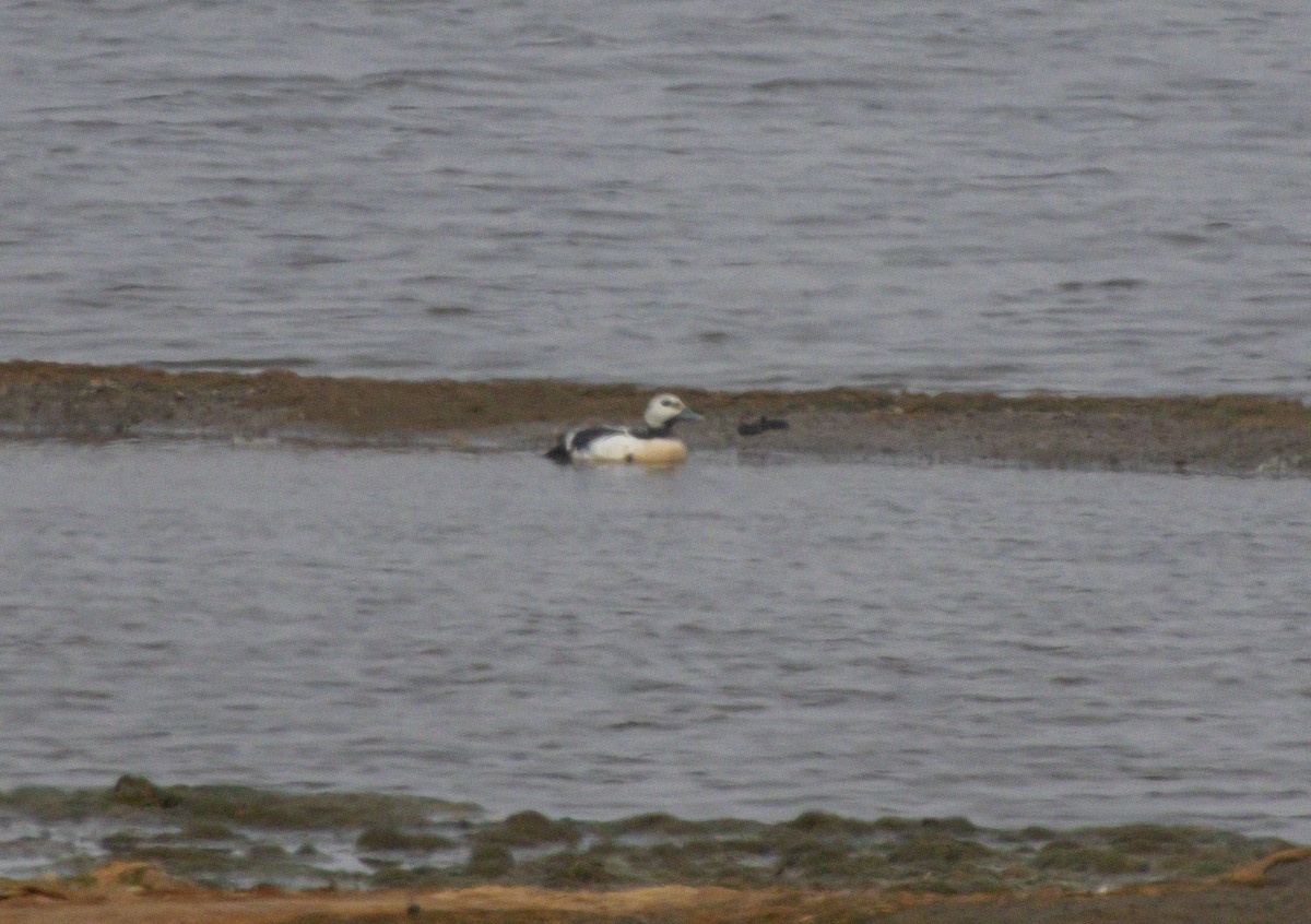 Steller's Eider - ML638527766
