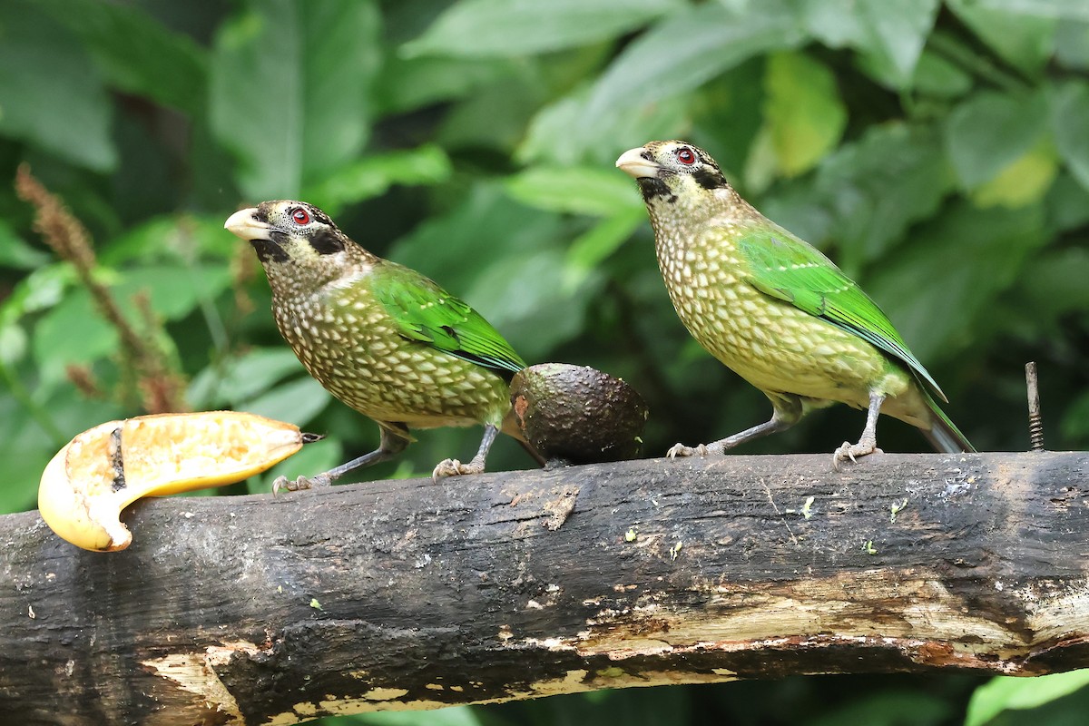 Spotted Catbird - ML638527831