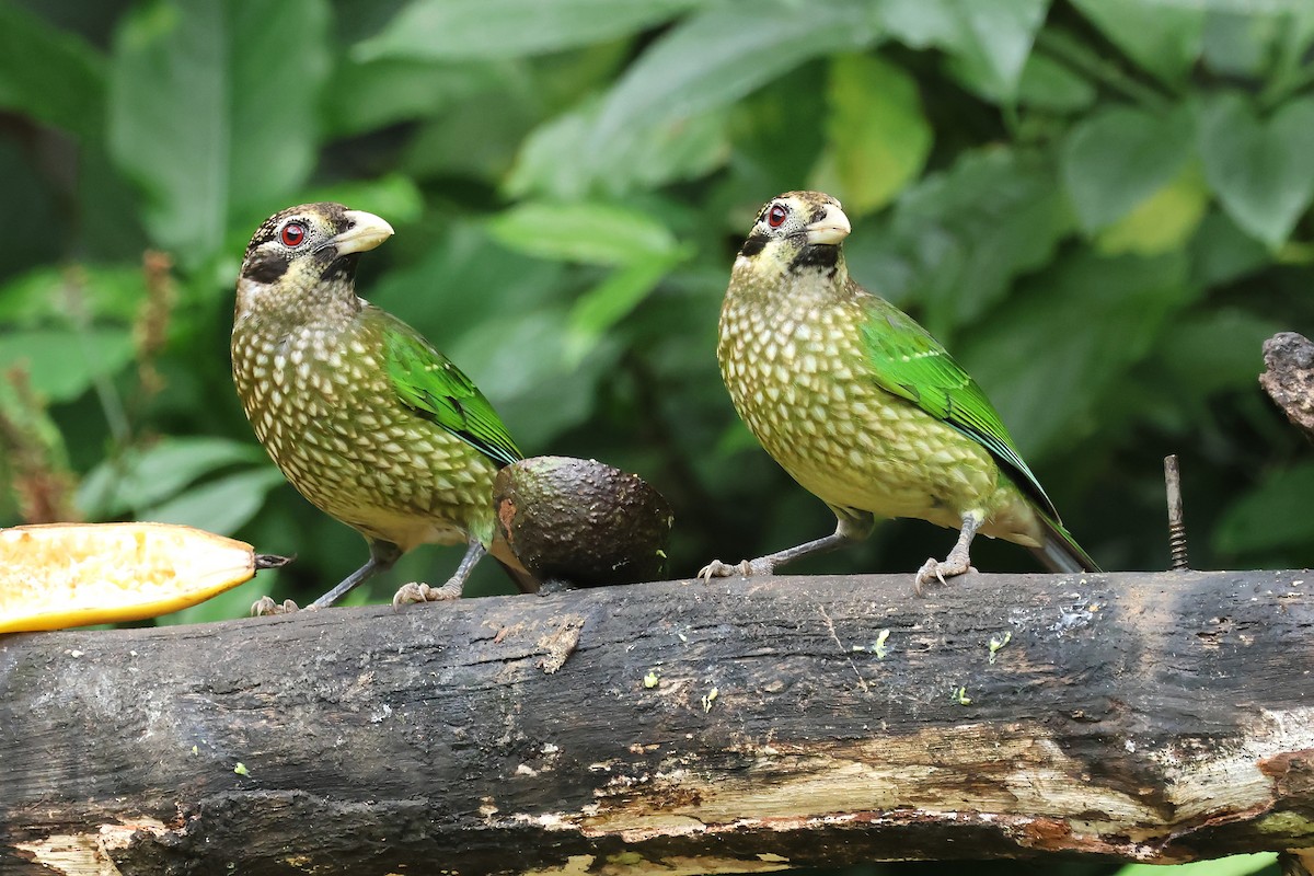 Spotted Catbird - ML638527832