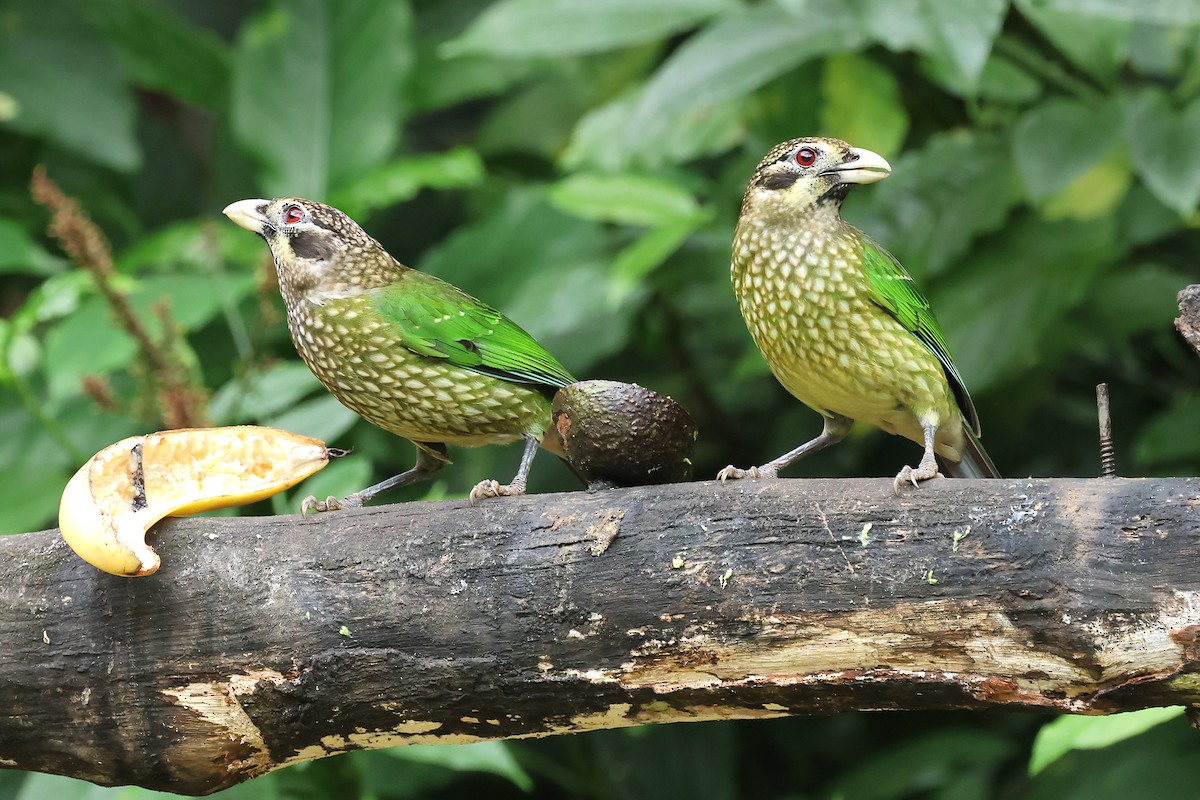 Spotted Catbird - ML638527833
