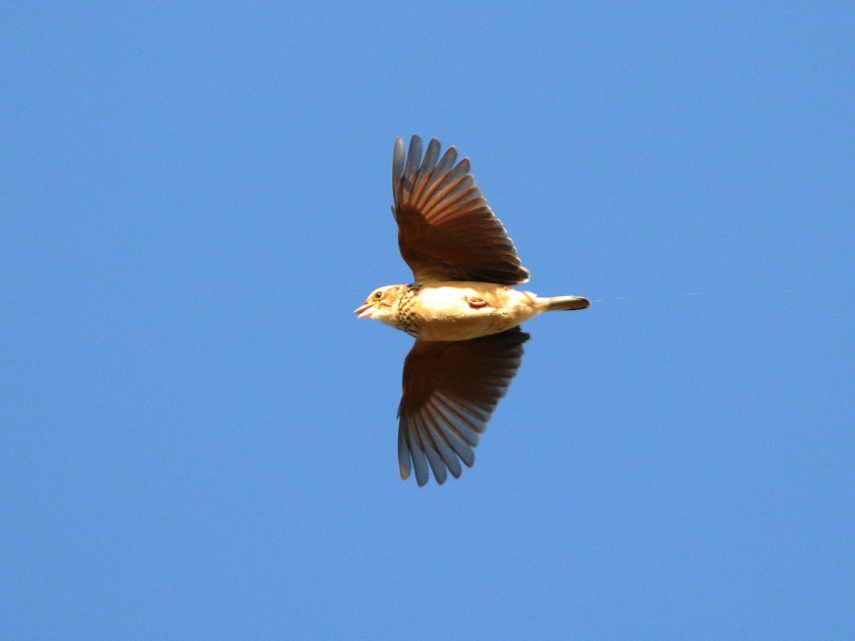 Singing Bushlark - ML638527843