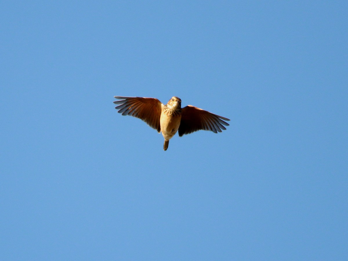 Singing Bushlark - ML638527844