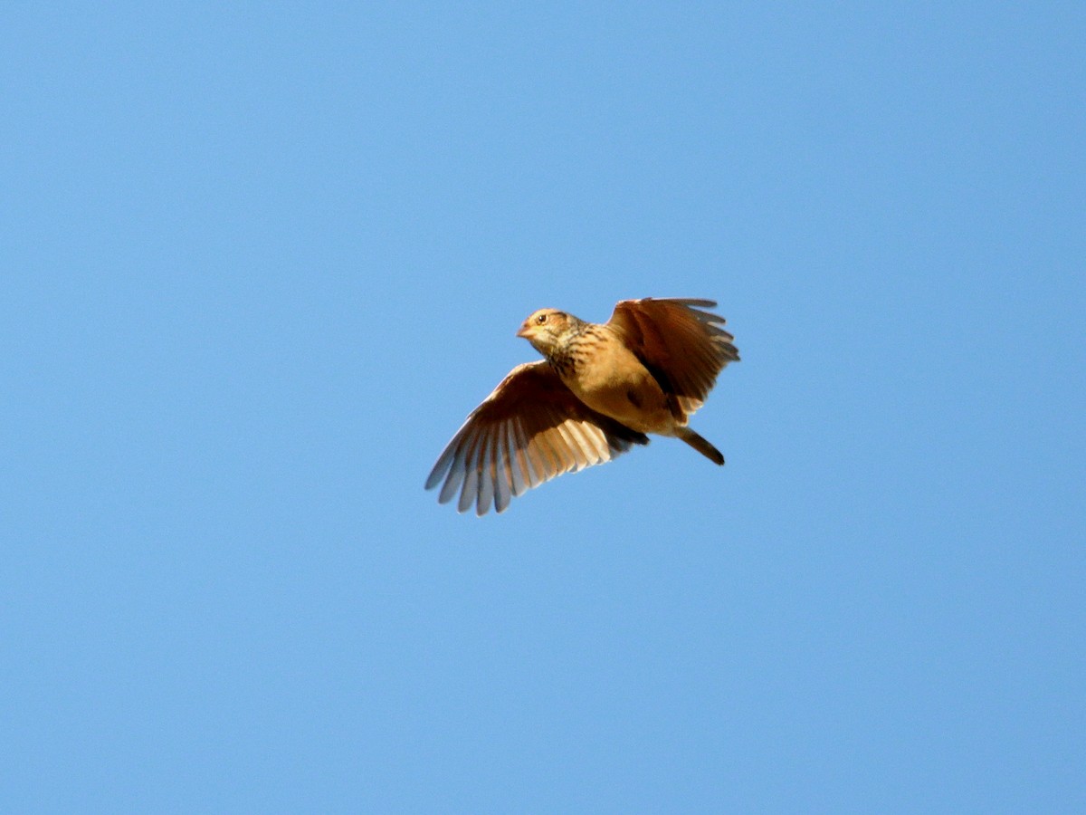 Singing Bushlark - ML638527845